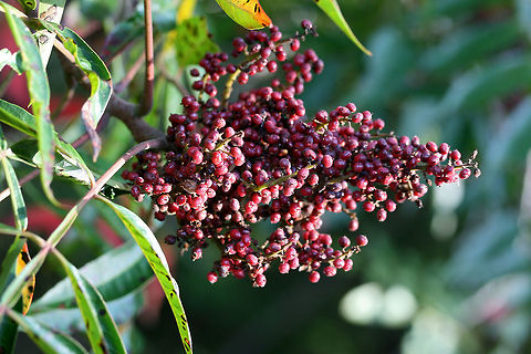 Winged Sumac (Rhus copallinum) Growing near the edge of a pine forest in NE Alabama (Etowah County).
https://www.jungledragon.com/image/64442/winged_sumac_rhus_copallinum.html

This species of sumac can be differentiated from Rhus glabra by its untoothed leaflets and midribs with leafy ridges (wings). Look closely at this photo (bottom left) to see the "wings."  Geotagged,Rhus copallinum,Summer,United States