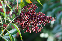 Winged Sumac (Rhus copallinum) Growing near the edge of a pine forest in NE Alabama (Etowah County).<br />
https://www.jungledragon.com/image/64442/winged_sumac_rhus_copallinum.html<br />
<br />
This species of sumac can be differentiated from Rhus glabra by its untoothed leaflets and midribs with leafy ridges (wings). Look closely at this photo (bottom left) to see the "wings."  Geotagged,Rhus copallinum,Summer,United States
