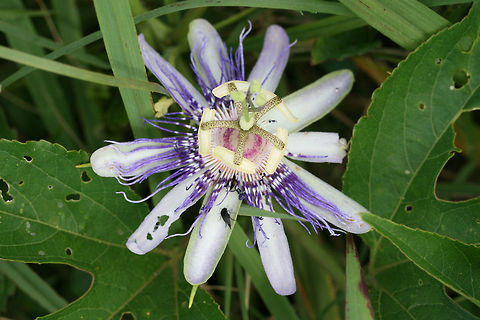 Purple Passionflower a.k.a "Maypop" (Passiflora incarnata) Growing at the edge of a pond in a wetland habitat in NW Georgia (Floyd County), US.
https://www.jungledragon.com/image/64464/purple_passionflower_a.k.a_maypop_passiflora_incarnata.html Geotagged,Pasiflora incarnata,Passiflora incarnata,Summer,United States,wetland,wetlands