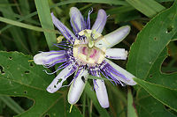 Purple Passionflower a.k.a "Maypop" (Passiflora incarnata) Growing at the edge of a pond in a wetland habitat in NW Georgia (Floyd County), US.<br />
https://www.jungledragon.com/image/64464/purple_passionflower_a.k.a_maypop_passiflora_incarnata.html Geotagged,Pasiflora incarnata,Passiflora incarnata,Summer,United States,wetland,wetlands