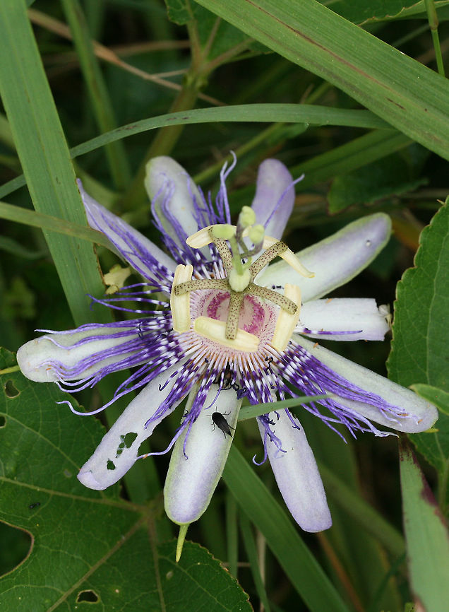 Purple Passionflower a.k.a "Maypop" (Passiflora incarnata) Growing at the edge of a pond in a wetland habitat in NW Georgia (Floyd County), US.<br />
<figure class="photo"><a href="https://www.jungledragon.com/image/64463/purple_passionflower_a.k.a_maypop_passiflora_incarnata.html" title="Purple Passionflower a.k.a "Maypop" (Passiflora incarnata)"><img src="https://s3.amazonaws.com/media.jungledragon.com/images/3231/64463_thumb.jpg?AWSAccessKeyId=05GMT0V3GWVNE7GGM1R2&Expires=1770854410&Signature=7RHTWNwbnMnS83fSfygSIH%2Fm6LI%3D" width="200" height="134" alt="Purple Passionflower a.k.a "Maypop" (Passiflora incarnata) Growing at the edge of a pond in a wetland habitat in NW Georgia (Floyd County), US.<br />
https://www.jungledragon.com/image/64464/purple_passionflower_a.k.a_maypop_passiflora_incarnata.html Geotagged,Pasiflora incarnata,Passiflora incarnata,Summer,United States,wetland,wetlands" /></a></figure> Pasiflora incarnata,Passiflora incarnata,wetland,wetlands