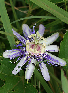 Purple Passionflower a.k.a "Maypop" (Passiflora incarnata) Growing at the edge of a pond in a wetland habitat in NW Georgia (Floyd County), US.
https://www.jungledragon.com/image/64463/purple_passionflower_a.k.a_maypop_passiflora_incarnata.html Pasiflora incarnata,Passiflora incarnata,wetland,wetlands