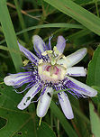Purple Passionflower a.k.a "Maypop" (Passiflora incarnata) Growing at the edge of a pond in a wetland habitat in NW Georgia (Floyd County), US.<br />
https://www.jungledragon.com/image/64463/purple_passionflower_a.k.a_maypop_passiflora_incarnata.html Pasiflora incarnata,Passiflora incarnata,wetland,wetlands