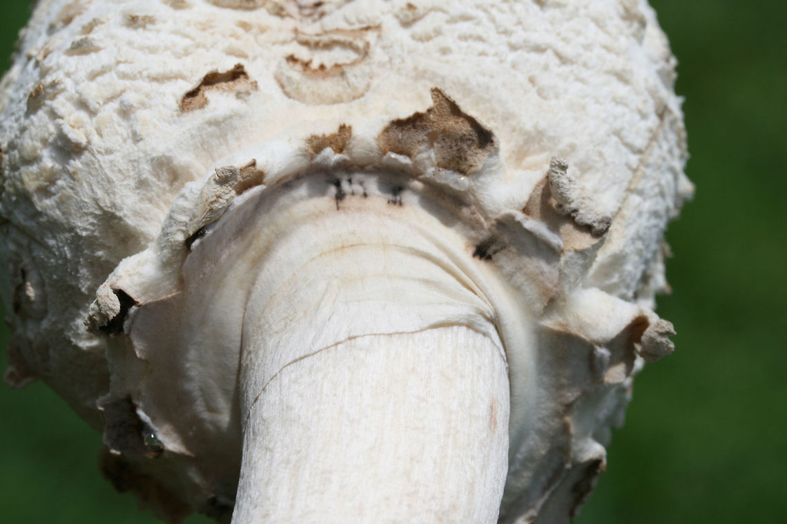 Green-Spored Parasol (Chlorophyllum molybdites) Growing in a grassy area in a groomed/mowed area of a backyard habitat in NW Georgia (Gordon County), US. <br />
Spore print a dirty green.<br />
<br />
Chlorophyllum molybdites is often found in grassy areas (like yards), so this poisonous mushroom can pose a danger to small children, untrained foragers, and pets. While it may not kill those who ingest it, it can cause SEVERE gastrointestinal distress which can lead to dehydration (which can cause death). <br />
<br />
<figure class="photo"><a href="https://www.jungledragon.com/image/64476/green-spored_parasol_chlorophyllum_molybdites.html" title="Green-Spored Parasol (Chlorophyllum molybdites)"><img src="https://s3.amazonaws.com/media.jungledragon.com/images/3231/64476_thumb.jpg?AWSAccessKeyId=05GMT0V3GWVNE7GGM1R2&Expires=1767225610&Signature=o7Lk6UFOlM7mrBTTcLSmgS1wVDo%3D" width="200" height="200" alt="Green-Spored Parasol (Chlorophyllum molybdites) Growing in a grassy area in a groomed/mowed area of a backyard habitat in NW Georgia (Gordon County), US. <br />
Spore print a dirty green.<br />
<br />
Chlorophyllum molybdites is often found in grassy areas (like yards), so this poisonous mushroom can pose a danger to small children, untrained foragers, and pets. While it may not kill those who ingest it, it can cause SEVERE gastrointestinal distress which can lead to dehydration (which can cause death). <br />
<br />
Growing in a grassy area in a groomed/mowed area of a backyard habitat in NW Georgia (Gordon County), US. <br />
Spore print a dirty green.<br />
<br />
Chlorophyllum molybdites is often found in grassy areas (like yards), so this poisonous mushroom can pose a danger to small children, untrained foragers, and pets. While it may not kill those who ingest it, it can cause SEVERE gastrointestinal distress which can lead to dehydration (which can cause death). <br />
<br />
https://www.jungledragon.com/image/64472/green-spored_parasol_chlorophyllum_molybdites.html<br />
https://www.jungledragon.com/image/64473/green-spored_parasol_chlorophyllum_molybdites.html<br />
https://www.jungledragon.com/image/64475/green-spored_parasol_chlorophyllum_molybdites.html Chlorophyllum molybdites,Geotagged,Green-spored parasol,Summer,United States" /></a></figure><br />
<figure class="photo"><a href="https://www.jungledragon.com/image/64473/green-spored_parasol_chlorophyllum_molybdites.html" title="Green-Spored Parasol (Chlorophyllum molybdites)"><img src="https://s3.amazonaws.com/media.jungledragon.com/images/3231/64473_thumb.jpg?AWSAccessKeyId=05GMT0V3GWVNE7GGM1R2&Expires=1767225610&Signature=fNzX1ZQ%2BMRfAFvSsmFnv2Delgg8%3D" width="102" height="152" alt="Green-Spored Parasol (Chlorophyllum molybdites) Growing in a grassy area in a groomed/mowed area of a backyard habitat in NW Georgia (Gordon County), US. <br />
Spore print a dirty green.<br />
<br />
Chlorophyllum molybdites is often found in grassy areas (like yards), so this poisonous mushroom can pose a danger to small children, untrained foragers, and pets. While it may not kill those who ingest it, it can cause SEVERE gastrointestinal distress which can lead to dehydration (which can cause death). <br />
<br />
https://www.jungledragon.com/image/64476/green-spored_parasol_chlorophyllum_molybdites.html<br />
https://www.jungledragon.com/image/64475/green-spored_parasol_chlorophyllum_molybdites.html<br />
https://www.jungledragon.com/image/64472/green-spored_parasol_chlorophyllum_molybdites.html Chlorophyllum molybdites,Geotagged,Green-spored parasolChlorophyllum molybdites,Summer,United States" /></a></figure><br />
<figure class="photo"><a href="https://www.jungledragon.com/image/64475/green-spored_parasol_chlorophyllum_molybdites.html" title="Green-Spored Parasol (Chlorophyllum molybdites)"><img src="https://s3.amazonaws.com/media.jungledragon.com/images/3231/64475_thumb.jpg?AWSAccessKeyId=05GMT0V3GWVNE7GGM1R2&Expires=1767225610&Signature=DBwLa61n4xitAcUQRNv0ZwXAOts%3D" width="102" height="152" alt="Green-Spored Parasol (Chlorophyllum molybdites) Growing in a grassy area in a groomed/mowed area of a backyard habitat in NW Georgia (Gordon County), US. <br />
Spore print a dirty green.<br />
<br />
Chlorophyllum molybdites is often found in grassy areas (like yards), so this poisonous mushroom can pose a danger to small children, untrained foragers, and pets. While it may not kill those who ingest it, it can cause SEVERE gastrointestinal distress which can lead to dehydration (which can cause death). <br />
<br />
https://www.jungledragon.com/image/64476/green-spored_parasol_chlorophyllum_molybdites.html<br />
https://www.jungledragon.com/image/64473/green-spored_parasol_chlorophyllum_molybdites.html<br />
https://www.jungledragon.com/image/64472/green-spored_parasol_chlorophyllum_molybdites.html Chlorophyllum molybdites,Geotagged,Green-spored parasolChlorophyllum molybdites,Summer,United States" /></a></figure> Chlorophyllum molybdites,Geotagged,Green-spored parasol,Summer,United States