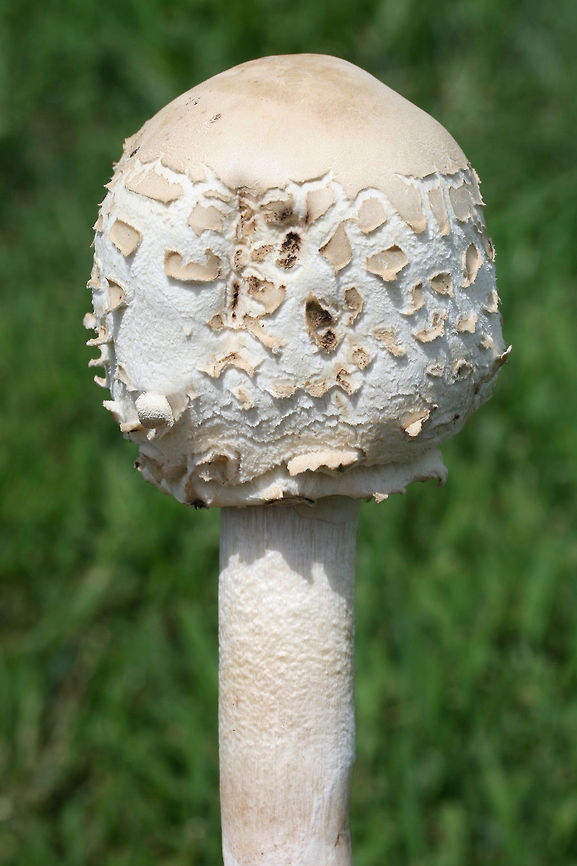 Green-Spored Parasol (Chlorophyllum molybdites) Growing in a grassy area in a groomed/mowed area of a backyard habitat in NW Georgia (Gordon County), US. <br />
Spore print a dirty green.<br />
<br />
Chlorophyllum molybdites is often found in grassy areas (like yards), so this poisonous mushroom can pose a danger to small children, untrained foragers, and pets. While it may not kill those who ingest it, it can cause SEVERE gastrointestinal distress which can lead to dehydration (which can cause death). <br />
<br />
<figure class="photo"><a href="https://www.jungledragon.com/image/64476/green-spored_parasol_chlorophyllum_molybdites.html" title="Green-Spored Parasol (Chlorophyllum molybdites)"><img src="https://s3.amazonaws.com/media.jungledragon.com/images/3231/64476_thumb.jpg?AWSAccessKeyId=05GMT0V3GWVNE7GGM1R2&Expires=1759968010&Signature=jC3XGhfhqAb4j%2FhKf1nijlp%2FUNE%3D" width="200" height="200" alt="Green-Spored Parasol (Chlorophyllum molybdites) Growing in a grassy area in a groomed/mowed area of a backyard habitat in NW Georgia (Gordon County), US. <br />
Spore print a dirty green.<br />
<br />
Chlorophyllum molybdites is often found in grassy areas (like yards), so this poisonous mushroom can pose a danger to small children, untrained foragers, and pets. While it may not kill those who ingest it, it can cause SEVERE gastrointestinal distress which can lead to dehydration (which can cause death). <br />
<br />
Growing in a grassy area in a groomed/mowed area of a backyard habitat in NW Georgia (Gordon County), US. <br />
Spore print a dirty green.<br />
<br />
Chlorophyllum molybdites is often found in grassy areas (like yards), so this poisonous mushroom can pose a danger to small children, untrained foragers, and pets. While it may not kill those who ingest it, it can cause SEVERE gastrointestinal distress which can lead to dehydration (which can cause death). <br />
<br />
https://www.jungledragon.com/image/64472/green-spored_parasol_chlorophyllum_molybdites.html<br />
https://www.jungledragon.com/image/64473/green-spored_parasol_chlorophyllum_molybdites.html<br />
https://www.jungledragon.com/image/64475/green-spored_parasol_chlorophyllum_molybdites.html Chlorophyllum molybdites,Geotagged,Green-spored parasol,Summer,United States" /></a></figure><br />
<figure class="photo"><a href="https://www.jungledragon.com/image/64475/green-spored_parasol_chlorophyllum_molybdites.html" title="Green-Spored Parasol (Chlorophyllum molybdites)"><img src="https://s3.amazonaws.com/media.jungledragon.com/images/3231/64475_thumb.jpg?AWSAccessKeyId=05GMT0V3GWVNE7GGM1R2&Expires=1759968010&Signature=Jpf8xL%2B%2Bsz%2BTQ5RqwwZ7UaM1mL8%3D" width="102" height="152" alt="Green-Spored Parasol (Chlorophyllum molybdites) Growing in a grassy area in a groomed/mowed area of a backyard habitat in NW Georgia (Gordon County), US. <br />
Spore print a dirty green.<br />
<br />
Chlorophyllum molybdites is often found in grassy areas (like yards), so this poisonous mushroom can pose a danger to small children, untrained foragers, and pets. While it may not kill those who ingest it, it can cause SEVERE gastrointestinal distress which can lead to dehydration (which can cause death). <br />
<br />
https://www.jungledragon.com/image/64476/green-spored_parasol_chlorophyllum_molybdites.html<br />
https://www.jungledragon.com/image/64473/green-spored_parasol_chlorophyllum_molybdites.html<br />
https://www.jungledragon.com/image/64472/green-spored_parasol_chlorophyllum_molybdites.html Chlorophyllum molybdites,Geotagged,Green-spored parasolChlorophyllum molybdites,Summer,United States" /></a></figure><br />
<figure class="photo"><a href="https://www.jungledragon.com/image/64472/green-spored_parasol_chlorophyllum_molybdites.html" title="Green-Spored Parasol (Chlorophyllum molybdites)"><img src="https://s3.amazonaws.com/media.jungledragon.com/images/3231/64472_thumb.jpg?AWSAccessKeyId=05GMT0V3GWVNE7GGM1R2&Expires=1759968010&Signature=MCruufZY%2BObaRSMD0Eq6nRcWdjM%3D" width="200" height="134" alt="Green-Spored Parasol (Chlorophyllum molybdites) Growing in a grassy area in a groomed/mowed area of a backyard habitat in NW Georgia (Gordon County), US. <br />
Spore print a dirty green.<br />
<br />
Chlorophyllum molybdites is often found in grassy areas (like yards), so this poisonous mushroom can pose a danger to small children, untrained foragers, and pets. While it may not kill those who ingest it, it can cause SEVERE gastrointestinal distress which can lead to dehydration (which can cause death). <br />
<br />
https://www.jungledragon.com/image/64476/green-spored_parasol_chlorophyllum_molybdites.html<br />
https://www.jungledragon.com/image/64473/green-spored_parasol_chlorophyllum_molybdites.html<br />
https://www.jungledragon.com/image/64475/green-spored_parasol_chlorophyllum_molybdites.html Chlorophyllum molybdites,Geotagged,Green-spored parasol,Summer,United States" /></a></figure> Chlorophyllum molybdites,Geotagged,Green-spored parasolChlorophyllum molybdites,Summer,United States