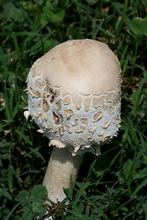 Green-Spored Parasol (Chlorophyllum molybdites) Growing in a grassy area in a groomed/mowed area of a backyard habitat in NW Georgia (Gordon County), US. 
Spore print a dirty green.

Chlorophyllum molybdites is often found in grassy areas (like yards), so this poisonous mushroom can pose a danger to small children, untrained foragers, and pets. While it may not kill those who ingest it, it can cause SEVERE gastrointestinal distress which can lead to dehydration (which can cause death). 

https://www.jungledragon.com/image/64476/green-spored_parasol_chlorophyllum_molybdites.html
https://www.jungledragon.com/image/64473/green-spored_parasol_chlorophyllum_molybdites.html
https://www.jungledragon.com/image/64472/green-spored_parasol_chlorophyllum_molybdites.html Chlorophyllum molybdites,Geotagged,Green-spored parasolChlorophyllum molybdites,Summer,United States