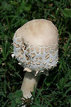 Green-Spored Parasol (Chlorophyllum molybdites) Growing in a grassy area in a groomed/mowed area of a backyard habitat in NW Georgia (Gordon County), US. <br />
Spore print a dirty green.<br />
<br />
Chlorophyllum molybdites is often found in grassy areas (like yards), so this poisonous mushroom can pose a danger to small children, untrained foragers, and pets. While it may not kill those who ingest it, it can cause SEVERE gastrointestinal distress which can lead to dehydration (which can cause death). <br />
<br />
https://www.jungledragon.com/image/64476/green-spored_parasol_chlorophyllum_molybdites.html<br />
https://www.jungledragon.com/image/64473/green-spored_parasol_chlorophyllum_molybdites.html<br />
https://www.jungledragon.com/image/64472/green-spored_parasol_chlorophyllum_molybdites.html Chlorophyllum molybdites,Geotagged,Green-spored parasolChlorophyllum molybdites,Summer,United States