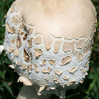 Green-Spored Parasol (Chlorophyllum molybdites) Growing in a grassy area in a groomed/mowed area of a backyard habitat in NW Georgia (Gordon County), US. <br />
Spore print a dirty green.<br />
<br />
Chlorophyllum molybdites is often found in grassy areas (like yards), so this poisonous mushroom can pose a danger to small children, untrained foragers, and pets. While it may not kill those who ingest it, it can cause SEVERE gastrointestinal distress which can lead to dehydration (which can cause death). <br />
<br />
Growing in a grassy area in a groomed/mowed area of a backyard habitat in NW Georgia (Gordon County), US. <br />
Spore print a dirty green.<br />
<br />
Chlorophyllum molybdites is often found in grassy areas (like yards), so this poisonous mushroom can pose a danger to small children, untrained foragers, and pets. While it may not kill those who ingest it, it can cause SEVERE gastrointestinal distress which can lead to dehydration (which can cause death). <br />
<br />
https://www.jungledragon.com/image/64472/green-spored_parasol_chlorophyllum_molybdites.html<br />
https://www.jungledragon.com/image/64473/green-spored_parasol_chlorophyllum_molybdites.html<br />
https://www.jungledragon.com/image/64475/green-spored_parasol_chlorophyllum_molybdites.html Chlorophyllum molybdites,Geotagged,Green-spored parasol,Summer,United States