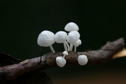 Marasmiellus candidus White mushrooms growing on hardwood branches/sticks in a dense mixed hardwood/coniferous forest. Geotagged,Marasmiellus candidus,Summer,United States