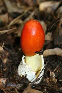 Amanita sect. Caesareae Growing in leaf litter on a woodland trail near a wetland habitat in Gwinnett County, GA. Amanita jacksonii,Geotagged,Summer,United States