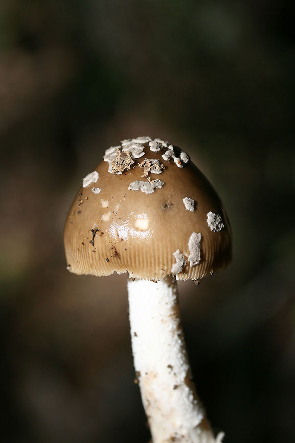 Amanita texasorora (Amanita stirps Sororcula) Considering my location, this is likely Amanita texasorora. Growing beneath a hickory tree in a dense mixed hardwood/coniferous forest in NW Georgia (Gordon County), US.<br />
<br />
Thank you, Christine and Rod Tulloss, for the ID direction!<br />
<figure class="photo"><a href="https://www.jungledragon.com/image/64524/amanita_texasorora_amanita_stirps_sororcula.html" title="Amanita texasorora (Amanita stirps Sororcula)"><img src="https://s3.amazonaws.com/media.jungledragon.com/images/3231/64524_thumb.jpg?AWSAccessKeyId=05GMT0V3GWVNE7GGM1R2&Expires=1767225610&Signature=8eMTieN%2F3x2%2FlE1gCVbDwkDbWSA%3D" width="102" height="152" alt="Amanita texasorora (Amanita stirps Sororcula) Considering my location, this is likely Amanita texasorora. Growing beneath a hickory tree in a dense mixed hardwood/coniferous forest in NW Georgia (Gordon County), US.<br />
<br />
Thank you, Christine and Rod Tulloss, for the ID direction!<br />
https://www.jungledragon.com/image/64523/amanita_stirps_sororcula.html<br />
https://www.jungledragon.com/image/64522/amanita_stirps_sororcula.html Amanita texasorora,Geotagged,Summer,United States" /></a></figure><br />
<figure class="photo"><a href="https://www.jungledragon.com/image/64523/amanita_texasorora_amanita_stirps_sororcula.html" title="Amanita texasorora (Amanita stirps Sororcula)"><img src="https://s3.amazonaws.com/media.jungledragon.com/images/3231/64523_thumb.jpg?AWSAccessKeyId=05GMT0V3GWVNE7GGM1R2&Expires=1767225610&Signature=Xb2Y2RJMUjR0uh5phtP4LH6C118%3D" width="200" height="134" alt="Amanita texasorora (Amanita stirps Sororcula) Considering my location, this is likely Amanita texasorora. Growing beneath a hickory tree in a dense mixed hardwood/coniferous forest in NW Georgia (Gordon County), US.<br />
<br />
Thank you, Christine and Rod Tulloss, for the ID direction!<br />
https://www.jungledragon.com/image/64524/amanita_stirps_sororcula.html<br />
https://www.jungledragon.com/image/64522/amanita_stirps_sororcula.html Amanita texasorora,Geotagged,Summer,United States" /></a></figure> Amanita texasorora,Geotagged,Summer,United States