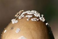 Amanita texasorora (Amanita stirps Sororcula) Considering my location, this is likely Amanita texasorora. Growing beneath a hickory tree in a dense mixed hardwood/coniferous forest in NW Georgia (Gordon County), US.<br />
<br />
Thank you, Christine and Rod Tulloss, for the ID direction!<br />
https://www.jungledragon.com/image/64524/amanita_stirps_sororcula.html<br />
https://www.jungledragon.com/image/64522/amanita_stirps_sororcula.html Amanita texasorora,Geotagged,Summer,United States