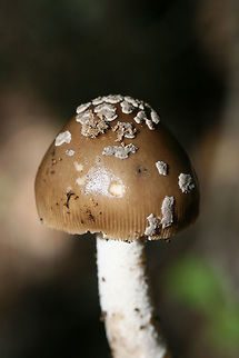 Amanita texasorora (Amanita stirps Sororcula) Considering my location, this is likely Amanita texasorora. Growing beneath a hickory tree in a dense mixed hardwood/coniferous forest in NW Georgia (Gordon County), US.

Thank you, Christine and Rod Tulloss, for the ID direction!
https://www.jungledragon.com/image/64523/amanita_stirps_sororcula.html
https://www.jungledragon.com/image/64522/amanita_stirps_sororcula.html Amanita texasorora,Geotagged,Summer,United States