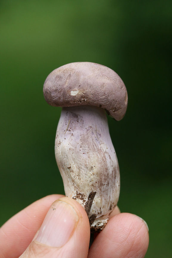 Violet Bitter Bolete (Tylopilus violatinctus) Growing in pine mulch in a hospital parking lot in Atlanta, GA. Younger specimens are more purple. Older are more tan. Pores and flesh stain pink when cut/touched.<br />
<br />
Flavor: EXTREMELY bitter.<br />
<br />
Chemical Analysis:<br />
Iron Salts: Gray&rarr;Green&rarr;Light yellow on pileus. Lavender on pores.<br />
KOH: Flashes yellow on pileus. Creamy yellow&rarr;Brownish pink on pores.<br />
<br />
Ammonia: Orangey brown to yellow on pileus.<br />
<figure class="photo"><a href="https://www.jungledragon.com/image/64532/violet_bitter_bolete_tylopilus_violatinctus.html" title="Violet Bitter Bolete (Tylopilus violatinctus)"><img src="https://s3.amazonaws.com/media.jungledragon.com/images/3231/64532_thumb.jpg?AWSAccessKeyId=05GMT0V3GWVNE7GGM1R2&Expires=1769040010&Signature=4R%2BrWZG1gszs%2BQsz4%2Bwh8lq%2ByNM%3D" width="200" height="134" alt="Violet Bitter Bolete (Tylopilus violatinctus) Growing in pine mulch in a hospital parking lot in Atlanta, GA. Younger specimens are more purple. Older are more tan. Pores and flesh stain pink when cut/touched.<br />
<br />
Flavor: EXTREMELY bitter.<br />
<br />
Chemical Analysis:<br />
Iron Salts: Gray&rarr;Green&rarr;Light yellow on pileus. Lavender on pores.<br />
KOH: Flashes yellow on pileus. Creamy yellow&rarr;Brownish pink on pores.<br />
<br />
Ammonia: Orangey brown to yellow on pileus.<br />
https://www.jungledragon.com/image/64531/violet_bitter_bolete_tylopilus_violatinctus.html<br />
https://www.jungledragon.com/image/64533/violet_bitter_bolete_tylopilus_violatinctus.html Geotagged,Summer,Tylopilus violatinctus,United States,Violet Bitter Bolete" /></a></figure><br />
<figure class="photo"><a href="https://www.jungledragon.com/image/64533/violet_bitter_bolete_tylopilus_violatinctus.html" title="Violet Bitter Bolete (Tylopilus violatinctus)"><img src="https://s3.amazonaws.com/media.jungledragon.com/images/3231/64533_thumb.jpg?AWSAccessKeyId=05GMT0V3GWVNE7GGM1R2&Expires=1769040010&Signature=zqK4Nwx5lLlUiJBLDrSR5BHcrqk%3D" width="102" height="152" alt="Violet Bitter Bolete (Tylopilus violatinctus) Growing in pine mulch in a hospital parking lot in Atlanta, GA. Younger specimens are more purple. Older are more tan. Pores and flesh stain pink when cut/touched.<br />
<br />
Flavor: EXTREMELY bitter.<br />
<br />
Chemical Analysis:<br />
Iron Salts: Gray&rarr;Green&rarr;Light yellow on pileus. Lavender on pores.<br />
KOH: Flashes yellow on pileus. Creamy yellow&rarr;Brownish pink on pores.<br />
<br />
Ammonia: Orangey brown to yellow on pileus.<br />
https://www.jungledragon.com/image/64531/violet_bitter_bolete_tylopilus_violatinctus.html<br />
https://www.jungledragon.com/image/64532/violet_bitter_bolete_tylopilus_violatinctus.html Geotagged,Summer,Tylopilus violatinctus,United States,Violet Bitter Bolete" /></a></figure> Geotagged,Summer,Tylopilus violatinctus,United States,Violet Bitter Bolete