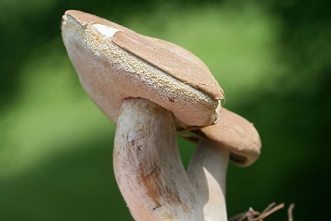 Violet Bitter Bolete (Tylopilus violatinctus) Growing in pine mulch in a hospital parking lot in Atlanta, GA. Younger specimens are more purple. Older are more tan. Pores and flesh stain pink when cut/touched.

Flavor: EXTREMELY bitter.

Chemical Analysis:
Iron Salts: Gray&rarr;Green&rarr;Light yellow on pileus. Lavender on pores.
KOH: Flashes yellow on pileus. Creamy yellow&rarr;Brownish pink on pores.

Ammonia: Orangey brown to yellow on pileus.
https://www.jungledragon.com/image/64531/violet_bitter_bolete_tylopilus_violatinctus.html
https://www.jungledragon.com/image/64533/violet_bitter_bolete_tylopilus_violatinctus.html Geotagged,Summer,Tylopilus violatinctus,United States,Violet Bitter Bolete
