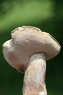 Violet Bitter Bolete (Tylopilus violatinctus) Growing in pine mulch in a hospital parking lot in Atlanta, GA. Younger specimens are more purple. Older are more tan. Pores and flesh stain pink when cut/touched.

Flavor: EXTREMELY bitter.

Chemical Analysis:
Iron Salts: Gray&rarr;Green&rarr;Light yellow on pileus. Lavender on pores.
KOH: Flashes yellow on pileus. Creamy yellow&rarr;Brownish pink on pores.

Ammonia: Orangey brown to yellow on pileus.
https://www.jungledragon.com/image/64531/violet_bitter_bolete_tylopilus_violatinctus.html
https://www.jungledragon.com/image/64532/violet_bitter_bolete_tylopilus_violatinctus.html Geotagged,Summer,Tylopilus violatinctus,United States,Violet Bitter Bolete
