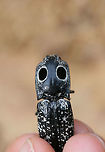 Eastern Eyed Click Beetle (Alaus oculatus) ♀ A recently deceased female found in a disturbed area surrounded by dense mixed hardwood/coniferous forest.<br />
https://www.jungledragon.com/image/64559/eastern_eyed_click_beetle_alaus_oculatus_.html<br />
https://www.jungledragon.com/image/64557/eastern_eyed_click_beetle_alaus_oculatus_.html<br />
https://www.jungledragon.com/image/64558/eastern_eyed_click_beetle_alaus_oculatus_.html<br />
One can clearly see the ovipositor in this individual, which I found really interesting! Also, check out  this cool video of this species ovipositing!<br />
https://vimeo.com/54683872 Alaus oculatus,Eastern Eyed Click Beetle,Geotagged,Summer,United States