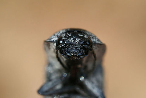 Eastern Eyed Click Beetle (Alaus oculatus) ♀ A recently deceased female found in a disturbed area surrounded by dense mixed hardwood/coniferous forest.
https://www.jungledragon.com/image/64559/eastern_eyed_click_beetle_alaus_oculatus_.html
https://www.jungledragon.com/image/64558/eastern_eyed_click_beetle_alaus_oculatus_.html
https://www.jungledragon.com/image/64556/eastern_eyed_click_beetle_alaus_oculatus_.html
One can clearly see the ovipositor in this individual, which I found really interesting! Also, check out  this cool video of this species ovipositing!
https://vimeo.com/54683872 Alaus oculatus,Eastern Eyed Click Beetle,Geotagged,Summer,United States