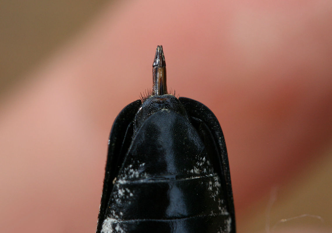 Eastern Eyed Click Beetle (Alaus oculatus) ♀ - Closeup of Ovipositor A recently deceased female found in a disturbed area surrounded by dense mixed hardwood/coniferous forest.<br />
<figure class="photo"><a href="https://www.jungledragon.com/image/64559/eastern_eyed_click_beetle_alaus_oculatus_.html" title="Eastern Eyed Click Beetle (Alaus oculatus) ♀"><img src="https://s3.amazonaws.com/media.jungledragon.com/images/3231/64559_thumb.jpg?AWSAccessKeyId=05GMT0V3GWVNE7GGM1R2&Expires=1759968010&Signature=1BPnNtpY%2FPkAcsANz%2FYfbsmeGkc%3D" width="102" height="152" alt="Eastern Eyed Click Beetle (Alaus oculatus) ♀ A recently deceased female found in a disturbed area surrounded by dense mixed hardwood/coniferous forest.<br />
https://www.jungledragon.com/image/64558/eastern_eyed_click_beetle_alaus_oculatus_.html<br />
https://www.jungledragon.com/image/64557/eastern_eyed_click_beetle_alaus_oculatus_.html<br />
https://www.jungledragon.com/image/64556/eastern_eyed_click_beetle_alaus_oculatus_.html<br />
<br />
One can clearly see the ovipositor in this individual, which I found really interesting! Also, check out  this cool video of this species ovipositing!<br />
https://vimeo.com/54683872 Alaus oculatus,Eastern Eyed Click Beetle,Geotagged,Summer,United States" /></a></figure><br />
<figure class="photo"><a href="https://www.jungledragon.com/image/64557/eastern_eyed_click_beetle_alaus_oculatus_.html" title="Eastern Eyed Click Beetle (Alaus oculatus) ♀"><img src="https://s3.amazonaws.com/media.jungledragon.com/images/3231/64557_thumb.jpg?AWSAccessKeyId=05GMT0V3GWVNE7GGM1R2&Expires=1759968010&Signature=o5CMWFQ%2BD8DB5gKq4jy6%2F2DAcJk%3D" width="200" height="136" alt="Eastern Eyed Click Beetle (Alaus oculatus) ♀ A recently deceased female found in a disturbed area surrounded by dense mixed hardwood/coniferous forest.<br />
https://www.jungledragon.com/image/64559/eastern_eyed_click_beetle_alaus_oculatus_.html<br />
https://www.jungledragon.com/image/64558/eastern_eyed_click_beetle_alaus_oculatus_.html<br />
https://www.jungledragon.com/image/64556/eastern_eyed_click_beetle_alaus_oculatus_.html<br />
One can clearly see the ovipositor in this individual, which I found really interesting! Also, check out  this cool video of this species ovipositing!<br />
https://vimeo.com/54683872 Alaus oculatus,Eastern Eyed Click Beetle,Geotagged,Summer,United States" /></a></figure><br />
<figure class="photo"><a href="https://www.jungledragon.com/image/64556/eastern_eyed_click_beetle_alaus_oculatus_.html" title="Eastern Eyed Click Beetle (Alaus oculatus) ♀"><img src="https://s3.amazonaws.com/media.jungledragon.com/images/3231/64556_thumb.jpg?AWSAccessKeyId=05GMT0V3GWVNE7GGM1R2&Expires=1759968010&Signature=%2BqtpxsF9Bu8XIOSSthiB87DcKHU%3D" width="106" height="152" alt="Eastern Eyed Click Beetle (Alaus oculatus) ♀ A recently deceased female found in a disturbed area surrounded by dense mixed hardwood/coniferous forest.<br />
https://www.jungledragon.com/image/64559/eastern_eyed_click_beetle_alaus_oculatus_.html<br />
https://www.jungledragon.com/image/64557/eastern_eyed_click_beetle_alaus_oculatus_.html<br />
https://www.jungledragon.com/image/64558/eastern_eyed_click_beetle_alaus_oculatus_.html<br />
One can clearly see the ovipositor in this individual, which I found really interesting! Also, check out  this cool video of this species ovipositing!<br />
https://vimeo.com/54683872 Alaus oculatus,Eastern Eyed Click Beetle,Geotagged,Summer,United States" /></a></figure><br />
<br />
One can clearly see the ovipositor in this individual, which I found really interesting! Also, check out  this cool video of this species ovipositing!<br />
<section class="video"><iframe width="448" height="252" src="https://player.vimeo.com/video/54683872?title=0&byline=0&portrait=0" frameborder="0"></iframe></section> Alaus oculatus,Eastern Eyed Click Beetle,Geotagged,United States