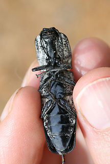 Eastern Eyed Click Beetle (Alaus oculatus) ♀ A recently deceased female found in a disturbed area surrounded by dense mixed hardwood/coniferous forest.
https://www.jungledragon.com/image/64558/eastern_eyed_click_beetle_alaus_oculatus_.html
https://www.jungledragon.com/image/64557/eastern_eyed_click_beetle_alaus_oculatus_.html
https://www.jungledragon.com/image/64556/eastern_eyed_click_beetle_alaus_oculatus_.html

One can clearly see the ovipositor in this individual, which I found really interesting! Also, check out  this cool video of this species ovipositing!
https://vimeo.com/54683872 Alaus oculatus,Eastern Eyed Click Beetle,Geotagged,Summer,United States