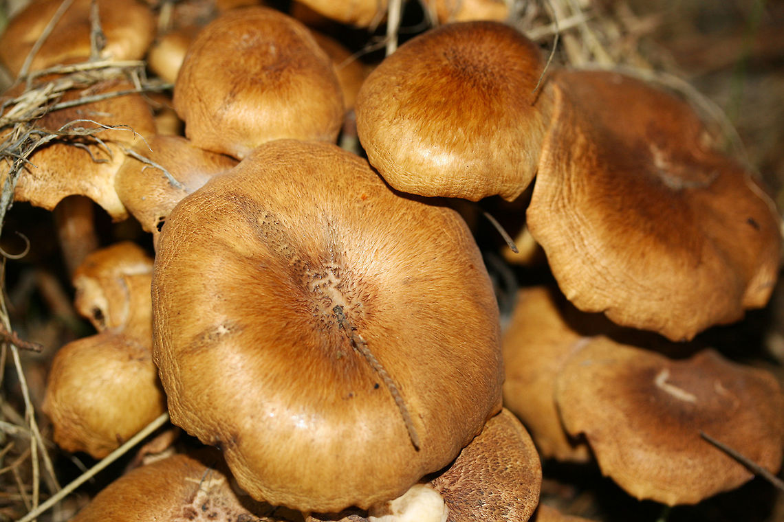 Ringless Honey Mushrooms (Armillaria tabescens) Growing at the base of a maple tree (in grass) in a backyard habitat.<br />
<br />
This species is differentiated from Armillaria mellea (and other species) by its lack of an annulus around the stipe.<br />
<figure class="photo"><a href="https://www.jungledragon.com/image/64562/ringless_honey_mushrooms_armillaria_tabescens.html" title="Ringless Honey Mushrooms (Armillaria tabescens)"><img src="https://s3.amazonaws.com/media.jungledragon.com/images/3231/64562_thumb.jpg?AWSAccessKeyId=05GMT0V3GWVNE7GGM1R2&Expires=1767225610&Signature=Xq2r5w05eOG8wEFb4i3sSC6ysug%3D" width="200" height="134" alt="Ringless Honey Mushrooms (Armillaria tabescens) Growing at the base of a maple tree (in grass) in a backyard habitat.<br />
<br />
This species is differentiated from Armillaria mellea (and other species) by its lack of an annulus around the stipe.<br />
https://www.jungledragon.com/image/64561/ringless_honey_mushrooms_armillaria_tabescens.html<br />
<br />
 Armillaria tabescens,Geotagged,Summer,United States" /></a></figure><br />
 Armillaria tabescens,Geotagged,Summer,United States