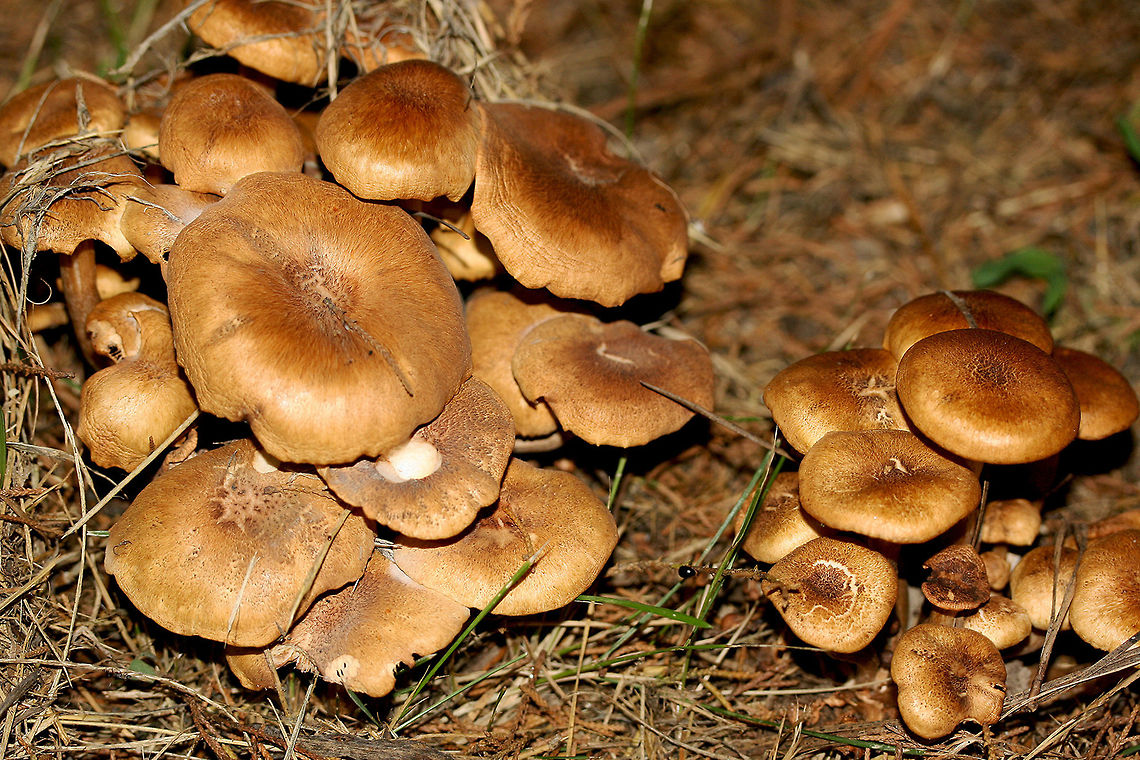 Ringless Honey Mushrooms (Armillaria tabescens) Growing at the base of a maple tree (in grass) in a backyard habitat.<br />
<br />
This species is differentiated from Armillaria mellea (and other species) by its lack of an annulus around the stipe.<br />
<figure class="photo"><a href="https://www.jungledragon.com/image/64561/ringless_honey_mushrooms_armillaria_tabescens.html" title="Ringless Honey Mushrooms (Armillaria tabescens)"><img src="https://s3.amazonaws.com/media.jungledragon.com/images/3231/64561_thumb.jpg?AWSAccessKeyId=05GMT0V3GWVNE7GGM1R2&Expires=1759968010&Signature=fa04kLrHK%2BbyhzsvvMxcNSGOklo%3D" width="200" height="134" alt="Ringless Honey Mushrooms (Armillaria tabescens) Growing at the base of a maple tree (in grass) in a backyard habitat.<br />
<br />
This species is differentiated from Armillaria mellea (and other species) by its lack of an annulus around the stipe.<br />
https://www.jungledragon.com/image/64562/ringless_honey_mushrooms_armillaria_tabescens.html<br />
 Armillaria tabescens,Geotagged,Summer,United States" /></a></figure><br />
<br />
 Armillaria tabescens,Geotagged,Summer,United States