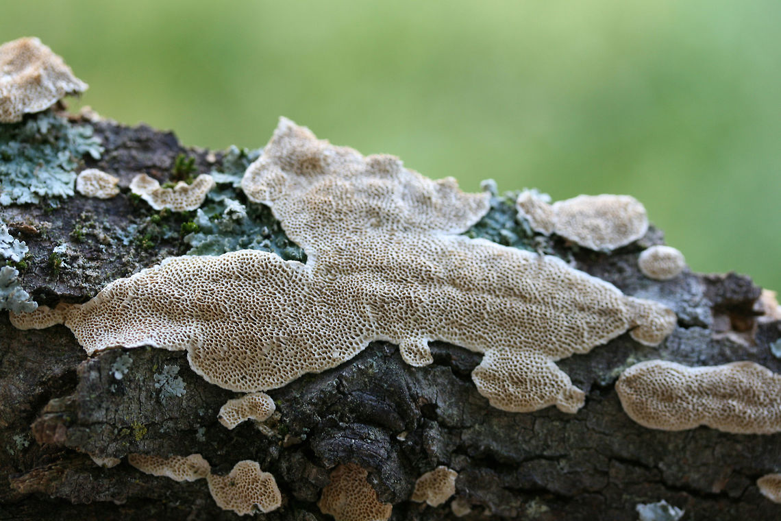 Cerioporus mollis Growing on a fallen Green Ash (Fraxinus pennsylvanicus) branch in a front yard in NW Georgia (Gordon County), US.<br />
<br />
Bruises brown/peach.<br />
<figure class="photo"><a href="https://www.jungledragon.com/image/64568/cerioporus_mollis.html" title="Cerioporus mollis"><img src="https://s3.amazonaws.com/media.jungledragon.com/images/3231/64568_thumb.JPG?AWSAccessKeyId=05GMT0V3GWVNE7GGM1R2&Expires=1767225610&Signature=IW6j897oRYH8jPnbOopm8TvnF5M%3D" width="200" height="134" alt="Cerioporus mollis Growing on a fallen Green Ash (Fraxinus pennsylvanicus) branch in a front yard in NW Georgia (Gordon County), US.<br />
<br />
Bruises brown/peach.<br />
https://www.jungledragon.com/image/64566/cerioporus_mollis.html<br />
https://www.jungledragon.com/image/64567/cerioporus_mollis.html Cerioporus Mollis,Geotagged,Spring,United States" /></a></figure><br />
<figure class="photo"><a href="https://www.jungledragon.com/image/64567/cerioporus_mollis.html" title="Cerioporus mollis"><img src="https://s3.amazonaws.com/media.jungledragon.com/images/3231/64567_thumb.JPG?AWSAccessKeyId=05GMT0V3GWVNE7GGM1R2&Expires=1767225610&Signature=eS%2BQmZq9jFpyf3HwSlwNGsrsYaY%3D" width="200" height="134" alt="Cerioporus mollis Growing on a Green Ash (Fraxinus pennsylvanica) branch in a backyard habitat in NW Georgia.<br />
https://www.jungledragon.com/image/64568/cerioporus_mollis.html<br />
https://www.jungledragon.com/image/64566/cerioporus_mollis.html Cerioporus Mollis,Geotagged,Spring,United States" /></a></figure> Cerioporus Mollis,Geotagged,Spring,United States