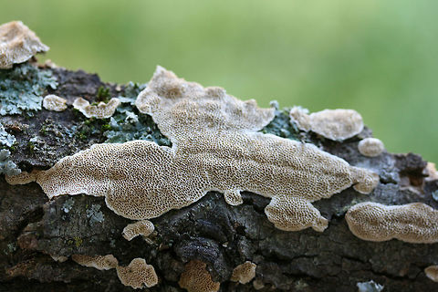 Cerioporus mollis Growing on a fallen Green Ash (Fraxinus pennsylvanicus) branch in a front yard in NW Georgia (Gordon County), US.

Bruises brown/peach.
https://www.jungledragon.com/image/64568/cerioporus_mollis.html
https://www.jungledragon.com/image/64567/cerioporus_mollis.html Cerioporus Mollis,Geotagged,Spring,United States