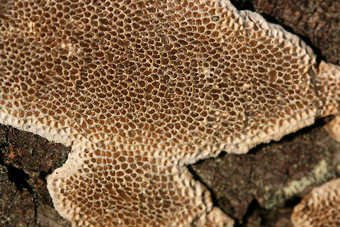 Cerioporus mollis Growing on a Green Ash (Fraxinus pennsylvanica) branch in a backyard habitat in NW Georgia.
https://www.jungledragon.com/image/64568/cerioporus_mollis.html
https://www.jungledragon.com/image/64566/cerioporus_mollis.html Cerioporus Mollis,Geotagged,Spring,United States