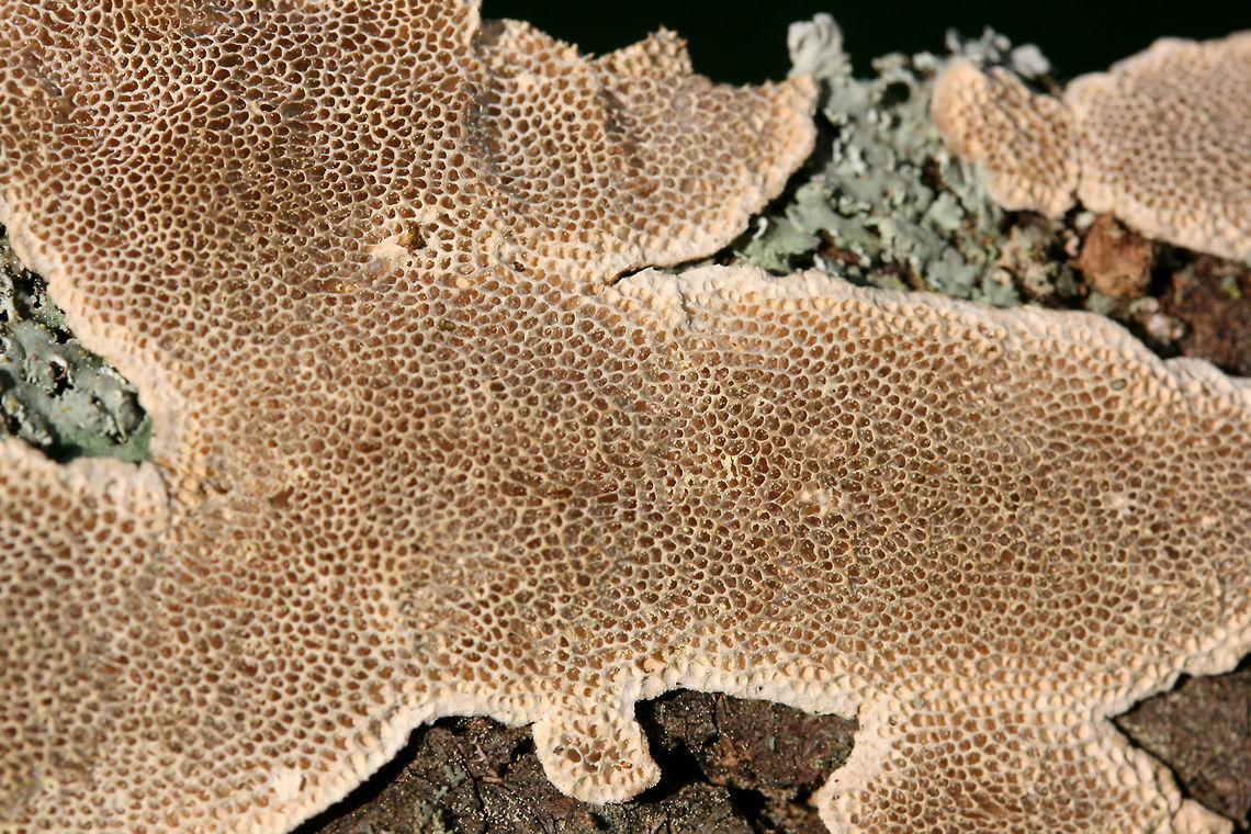 Cerioporus mollis Growing on a fallen Green Ash (Fraxinus pennsylvanicus) branch in a front yard in NW Georgia (Gordon County), US.<br />
<br />
Bruises brown/peach.<br />
<figure class="photo"><a href="https://www.jungledragon.com/image/64566/cerioporus_mollis.html" title="Cerioporus mollis"><img src="https://s3.amazonaws.com/media.jungledragon.com/images/3231/64566_thumb.JPG?AWSAccessKeyId=05GMT0V3GWVNE7GGM1R2&Expires=1763596810&Signature=7qXSDdai1QDqWsIM98N5w%2BYQdjA%3D" width="200" height="134" alt="Cerioporus mollis Growing on a fallen Green Ash (Fraxinus pennsylvanicus) branch in a front yard in NW Georgia (Gordon County), US.<br />
<br />
Bruises brown/peach.<br />
https://www.jungledragon.com/image/64568/cerioporus_mollis.html<br />
https://www.jungledragon.com/image/64567/cerioporus_mollis.html Cerioporus Mollis,Geotagged,Spring,United States" /></a></figure><br />
<figure class="photo"><a href="https://www.jungledragon.com/image/64567/cerioporus_mollis.html" title="Cerioporus mollis"><img src="https://s3.amazonaws.com/media.jungledragon.com/images/3231/64567_thumb.JPG?AWSAccessKeyId=05GMT0V3GWVNE7GGM1R2&Expires=1763596810&Signature=iFBPgoUTzikcfPSkMDTOCXutklQ%3D" width="200" height="134" alt="Cerioporus mollis Growing on a Green Ash (Fraxinus pennsylvanica) branch in a backyard habitat in NW Georgia.<br />
https://www.jungledragon.com/image/64568/cerioporus_mollis.html<br />
https://www.jungledragon.com/image/64566/cerioporus_mollis.html Cerioporus Mollis,Geotagged,Spring,United States" /></a></figure> Cerioporus Mollis,Geotagged,Spring,United States
