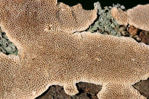 Cerioporus mollis Growing on a fallen Green Ash (Fraxinus pennsylvanicus) branch in a front yard in NW Georgia (Gordon County), US.

Bruises brown/peach.
https://www.jungledragon.com/image/64566/cerioporus_mollis.html
https://www.jungledragon.com/image/64567/cerioporus_mollis.html Cerioporus Mollis,Geotagged,Spring,United States