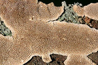 Cerioporus mollis Growing on a fallen Green Ash (Fraxinus pennsylvanicus) branch in a front yard in NW Georgia (Gordon County), US.<br />
<br />
Bruises brown/peach.<br />
https://www.jungledragon.com/image/64566/cerioporus_mollis.html<br />
https://www.jungledragon.com/image/64567/cerioporus_mollis.html Cerioporus Mollis,Geotagged,Spring,United States