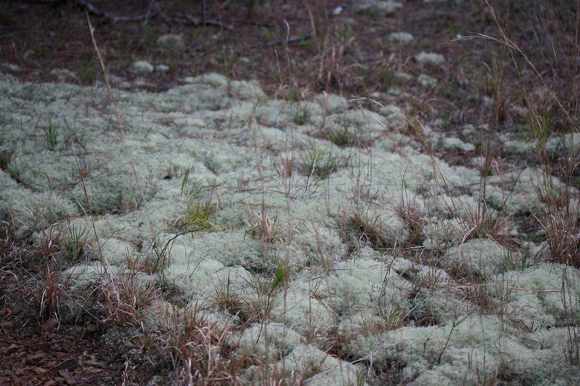 Cladonia subtenuis A lichen growing in a grassy, rocky, open area. At the top of a cliff near a spring-fed pond in NE Alabama (Etowah County).<br />
<figure class="photo"><a href="https://www.jungledragon.com/image/64571/cladonia_subtenuis.html" title="Cladonia subtenuis"><img src="https://s3.amazonaws.com/media.jungledragon.com/images/3231/64571_thumb.JPG?AWSAccessKeyId=05GMT0V3GWVNE7GGM1R2&Expires=1769040010&Signature=3GjgDB%2BkN8sW9EyNgpLRR%2FdINB0%3D" width="102" height="152" alt="Cladonia subtenuis A lichen growing in a grassy, rocky, open area. At the top of a cliff near a spring-fed pond in NE Alabama (Etowah County).<br />
https://www.jungledragon.com/image/64569/cladonia_subtenuis.html<br />
https://www.jungledragon.com/image/64570/cladonia_subtenuis.html Cladonia subtenuis,Geotagged,Spring,United States" /></a></figure><br />
<figure class="photo"><a href="https://www.jungledragon.com/image/64570/cladonia_subtenuis.html" title="Cladonia subtenuis"><img src="https://s3.amazonaws.com/media.jungledragon.com/images/3231/64570_thumb.JPG?AWSAccessKeyId=05GMT0V3GWVNE7GGM1R2&Expires=1769040010&Signature=w4qzJcdhFCy4UpHG7jkhqPHy8CM%3D" width="200" height="134" alt="Cladonia subtenuis A lichen growing in a grassy, rocky, open area. At the top of a cliff near a spring-fed pond in NE Alabama (Etowah County).<br />
https://www.jungledragon.com/image/64569/cladonia_subtenuis.html<br />
https://www.jungledragon.com/image/64571/cladonia_subtenuis.html Cladonia subtenuis,Geotagged,Spring,United States" /></a></figure> Cladonia subtenuis,Geotagged,Spring,United States