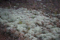 Cladonia subtenuis A lichen growing in a grassy, rocky, open area. At the top of a cliff near a spring-fed pond in NE Alabama (Etowah County).<br />
https://www.jungledragon.com/image/64571/cladonia_subtenuis.html<br />
https://www.jungledragon.com/image/64570/cladonia_subtenuis.html Cladonia subtenuis,Geotagged,Spring,United States