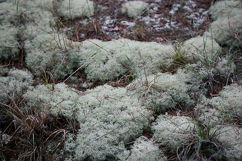 Cladonia subtenuis A lichen growing in a grassy, rocky, open area. At the top of a cliff near a spring-fed pond in NE Alabama (Etowah County).
https://www.jungledragon.com/image/64569/cladonia_subtenuis.html
https://www.jungledragon.com/image/64571/cladonia_subtenuis.html Cladonia subtenuis,Geotagged,Spring,United States
