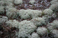 Cladonia subtenuis A lichen growing in a grassy, rocky, open area. At the top of a cliff near a spring-fed pond in NE Alabama (Etowah County).<br />
https://www.jungledragon.com/image/64569/cladonia_subtenuis.html<br />
https://www.jungledragon.com/image/64571/cladonia_subtenuis.html Cladonia subtenuis,Geotagged,Spring,United States