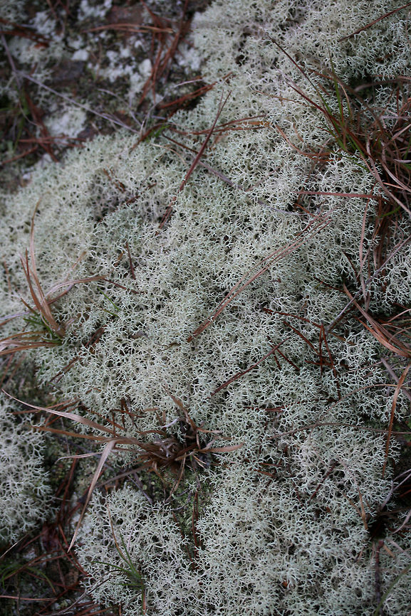 Cladonia subtenuis A lichen growing in a grassy, rocky, open area. At the top of a cliff near a spring-fed pond in NE Alabama (Etowah County).<br />
<figure class="photo"><a href="https://www.jungledragon.com/image/64569/cladonia_subtenuis.html" title="Cladonia subtenuis"><img src="https://s3.amazonaws.com/media.jungledragon.com/images/3231/64569_thumb.JPG?AWSAccessKeyId=05GMT0V3GWVNE7GGM1R2&Expires=1769040010&Signature=cgToqRNw828ZNwVNJQbEir5Z424%3D" width="200" height="134" alt="Cladonia subtenuis A lichen growing in a grassy, rocky, open area. At the top of a cliff near a spring-fed pond in NE Alabama (Etowah County).<br />
https://www.jungledragon.com/image/64571/cladonia_subtenuis.html<br />
https://www.jungledragon.com/image/64570/cladonia_subtenuis.html Cladonia subtenuis,Geotagged,Spring,United States" /></a></figure><br />
<figure class="photo"><a href="https://www.jungledragon.com/image/64570/cladonia_subtenuis.html" title="Cladonia subtenuis"><img src="https://s3.amazonaws.com/media.jungledragon.com/images/3231/64570_thumb.JPG?AWSAccessKeyId=05GMT0V3GWVNE7GGM1R2&Expires=1769040010&Signature=w4qzJcdhFCy4UpHG7jkhqPHy8CM%3D" width="200" height="134" alt="Cladonia subtenuis A lichen growing in a grassy, rocky, open area. At the top of a cliff near a spring-fed pond in NE Alabama (Etowah County).<br />
https://www.jungledragon.com/image/64569/cladonia_subtenuis.html<br />
https://www.jungledragon.com/image/64571/cladonia_subtenuis.html Cladonia subtenuis,Geotagged,Spring,United States" /></a></figure> Cladonia subtenuis,Geotagged,Spring,United States