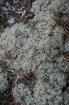 Cladonia subtenuis A lichen growing in a grassy, rocky, open area. At the top of a cliff near a spring-fed pond in NE Alabama (Etowah County).<br />
https://www.jungledragon.com/image/64569/cladonia_subtenuis.html<br />
https://www.jungledragon.com/image/64570/cladonia_subtenuis.html Cladonia subtenuis,Geotagged,Spring,United States