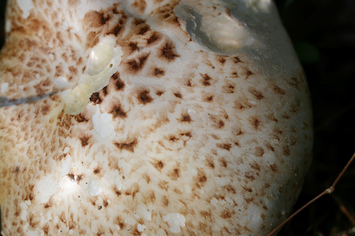 Scaly Lentinus (Neolentinus lepideus) Habitat: Growing on a rotting log at the base of a ridge (in a ditch) in a dense mixed hardwood/coniferous forest in NW Georgia (Gordon County), US.<br />
<br />
Gills: White to cream, scalloped to serrate, decurrent, crowded.<br />
<br />
Stipe: Centrally located, cream to white tapering to dark (cinnamon) brown at base, covered in raised scales<br />
<br />
Pileus: Cream to white with flattened, dark (cinnamon) brown scales, convex (some specimens slightly depressed centrally). Very rubbery, thick, and difficult to cut.<br />
<br />
Spore print: white.<br />
<br />
Odor: Strongly sweet (could smell it in my bag on the way home)!<br />
<br />
Flavor: Indistinct to slightly sweet.<br />
<figure class="photo"><a href="https://www.jungledragon.com/image/64573/scaly_lentinus_neolentinus_lepideus.html" title="Scaly Lentinus (Neolentinus lepideus)"><img src="https://s3.amazonaws.com/media.jungledragon.com/images/3231/64573_thumb.JPG?AWSAccessKeyId=05GMT0V3GWVNE7GGM1R2&Expires=1767225610&Signature=pkb8VotGnlZL8OMTqaME4N4frqA%3D" width="200" height="134" alt="Scaly Lentinus (Neolentinus lepideus) Habitat: Growing on a rotting log at the base of a ridge (in a ditch) in a dense mixed hardwood/coniferous forest in NW Georgia (Gordon County), US.<br />
<br />
Gills: White to cream, scalloped to serrate, decurrent, crowded.<br />
<br />
Stipe: Centrally located, cream to white tapering to dark (cinnamon) brown at base, covered in raised scales<br />
<br />
Pileus: Cream to white with flattened, dark (cinnamon) brown scales, convex (some specimens slightly depressed centrally). Very rubbery, thick, and difficult to cut.<br />
<br />
Spore print: white.<br />
<br />
Odor: Strongly sweet (could smell it in my bag on the way home)!<br />
<br />
Flavor: Indistinct to slightly sweet.<br />
https://www.jungledragon.com/image/64572/scaly_lentinus_neolentinus_lepideus.html<br />
https://www.jungledragon.com/image/64574/scaly_lentinus_neolentinus_lepideus.html Geotagged,Neolentinus lepideus,Spring,United States" /></a></figure><br />
<figure class="photo"><a href="https://www.jungledragon.com/image/64574/scaly_lentinus_neolentinus_lepideus.html" title="Scaly Lentinus (Neolentinus lepideus)"><img src="https://s3.amazonaws.com/media.jungledragon.com/images/3231/64574_thumb.JPG?AWSAccessKeyId=05GMT0V3GWVNE7GGM1R2&Expires=1767225610&Signature=Wyoll8nx3rjpbfLecbu7qWqik0c%3D" width="200" height="154" alt="Scaly Lentinus (Neolentinus lepideus) Habitat: Growing on a rotting log at the base of a ridge (in a ditch) in a dense mixed hardwood/coniferous forest in NW Georgia (Gordon County), US.<br />
<br />
Gills: White to cream, scalloped to serrate, decurrent, crowded.<br />
<br />
Stipe: Centrally located, cream to white tapering to dark (cinnamon) brown at base, covered in raised scales<br />
<br />
Pileus: Cream to white with flattened, dark (cinnamon) brown scales, convex (some specimens slightly depressed centrally). Very rubbery, thick, and difficult to cut.<br />
<br />
Spore print: white.<br />
<br />
Odor: Strongly sweet (could smell it in my bag on the way home)!<br />
<br />
Flavor: Indistinct to slightly sweet.<br />
https://www.jungledragon.com/image/64573/scaly_lentinus_neolentinus_lepideus.html<br />
https://www.jungledragon.com/image/64572/scaly_lentinus_neolentinus_lepideus.html Geotagged,Neolentinus lepideus,Spring,United States" /></a></figure> Geotagged,Neolentinus lepideus,Spring,United States
