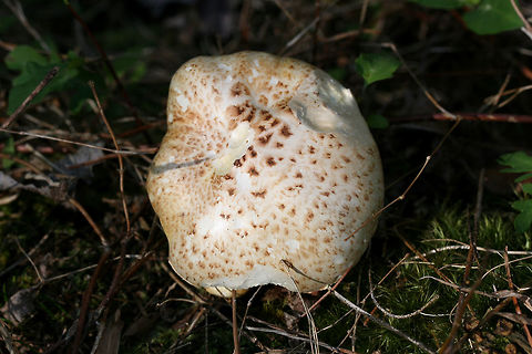 Scaly Lentinus (Neolentinus lepideus) Habitat: Growing on a rotting log at the base of a ridge (in a ditch) in a dense mixed hardwood/coniferous forest in NW Georgia (Gordon County), US.

Gills: White to cream, scalloped to serrate, decurrent, crowded.

Stipe: Centrally located, cream to white tapering to dark (cinnamon) brown at base, covered in raised scales

Pileus: Cream to white with flattened, dark (cinnamon) brown scales, convex (some specimens slightly depressed centrally). Very rubbery, thick, and difficult to cut.

Spore print: white.

Odor: Strongly sweet (could smell it in my bag on the way home)!

Flavor: Indistinct to slightly sweet.
https://www.jungledragon.com/image/64572/scaly_lentinus_neolentinus_lepideus.html
https://www.jungledragon.com/image/64574/scaly_lentinus_neolentinus_lepideus.html Geotagged,Neolentinus lepideus,Spring,United States