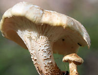 Scaly Lentinus (Neolentinus lepideus) Habitat: Growing on a rotting log at the base of a ridge (in a ditch) in a dense mixed hardwood/coniferous forest in NW Georgia (Gordon County), US.<br />
<br />
Gills: White to cream, scalloped to serrate, decurrent, crowded.<br />
<br />
Stipe: Centrally located, cream to white tapering to dark (cinnamon) brown at base, covered in raised scales<br />
<br />
Pileus: Cream to white with flattened, dark (cinnamon) brown scales, convex (some specimens slightly depressed centrally). Very rubbery, thick, and difficult to cut.<br />
<br />
Spore print: white.<br />
<br />
Odor: Strongly sweet (could smell it in my bag on the way home)!<br />
<br />
Flavor: Indistinct to slightly sweet.<br />
https://www.jungledragon.com/image/64573/scaly_lentinus_neolentinus_lepideus.html<br />
https://www.jungledragon.com/image/64572/scaly_lentinus_neolentinus_lepideus.html Geotagged,Neolentinus lepideus,Spring,United States