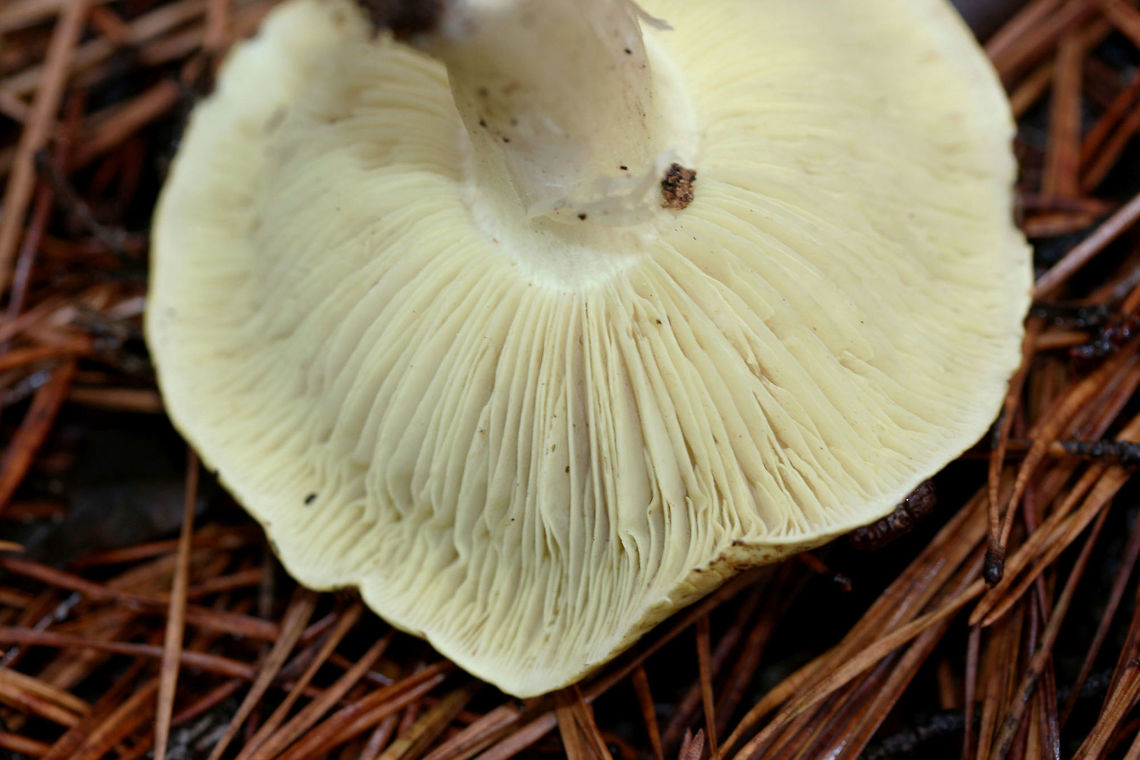 Yellow Knight (Tricholoma equestre) Habitat: Growing in pine straw/soil in a primarily pine forest in Northeast Alabama (Cherokee County), US.<br />
<br />
Gill surface: yellow (looks more neon in person), notched attachment, fairly crowded, varying lengths of gills<br />
<br />
Stipe: pale yellow, slightly peeling<br />
<br />
Pileus: dirty yellow to pale yellow (with brown hints), moist (slightly slimy) from recent rain<br />
<br />
Spore print: white<br />
<br />
*My apologies for the terrible lighting. It was a rainy day deep in a pine forest in December of last year!<br />
<figure class="photo"><a href="https://www.jungledragon.com/image/64578/yellow_knight_tricholoma_equestre.html" title="Yellow Knight (Tricholoma equestre)"><img src="https://s3.amazonaws.com/media.jungledragon.com/images/3231/64578_thumb.JPG?AWSAccessKeyId=05GMT0V3GWVNE7GGM1R2&Expires=1763596810&Signature=kvG8InRebxmHBv74MydWcw6Oovw%3D" width="102" height="152" alt="Yellow Knight (Tricholoma equestre) Habitat: Growing in pine straw/soil in a primarily pine forest in Northeast Alabama (Cherokee County), US.<br />
<br />
Gill surface: yellow (looks more neon in person), notched attachment, fairly crowded, varying lengths of gills<br />
<br />
Stipe: pale yellow, slightly peeling<br />
<br />
Pileus: dirty yellow to pale yellow (with brown hints), moist (slightly slimy) from recent rain<br />
<br />
Spore print: white<br />
<br />
*My apologies for the terrible lighting. It was a rainy day deep in a pine forest in December of last year!<br />
https://www.jungledragon.com/image/64576/yellow_knight_tricholoma_equestre.html<br />
https://www.jungledragon.com/image/64577/yellow_knight_tricholoma_equestre.html Geotagged,Tricholoma equestre,United States,Winter" /></a></figure><br />
<figure class="photo"><a href="https://www.jungledragon.com/image/64577/yellow_knight_tricholoma_equestre.html" title="Yellow Knight (Tricholoma equestre)"><img src="https://s3.amazonaws.com/media.jungledragon.com/images/3231/64577_thumb.JPG?AWSAccessKeyId=05GMT0V3GWVNE7GGM1R2&Expires=1763596810&Signature=l%2FMSgRf9%2FrwVqOYIfhhyemysx7I%3D" width="200" height="134" alt="Yellow Knight (Tricholoma equestre) Habitat: Growing in pine straw/soil in a primarily pine forest in Northeast Alabama (Cherokee County), US.<br />
<br />
Gill surface: yellow (looks more neon in person), notched attachment, fairly crowded, varying lengths of gills<br />
<br />
Stipe: pale yellow, slightly peeling<br />
<br />
Pileus: dirty yellow to pale yellow (with brown hints), moist (slightly slimy) from recent rain<br />
<br />
Spore print: white<br />
<br />
*My apologies for the terrible lighting. It was a rainy day deep in a pine forest in December of last year!<br />
https://www.jungledragon.com/image/64576/yellow_knight_tricholoma_equestre.html<br />
https://www.jungledragon.com/image/64578/yellow_knight_tricholoma_equestre.html Geotagged,Tricholoma equestre,United States,Winter" /></a></figure> Geotagged,Tricholoma equestre,United States,Winter