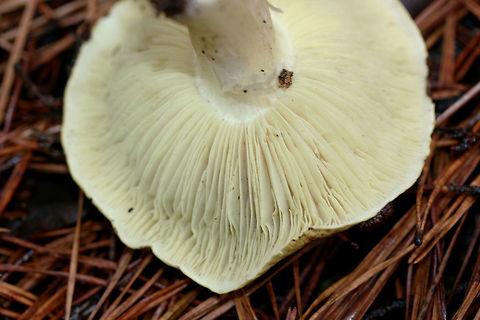 Yellow Knight (Tricholoma equestre) Habitat: Growing in pine straw/soil in a primarily pine forest in Northeast Alabama (Cherokee County), US.

Gill surface: yellow (looks more neon in person), notched attachment, fairly crowded, varying lengths of gills

Stipe: pale yellow, slightly peeling

Pileus: dirty yellow to pale yellow (with brown hints), moist (slightly slimy) from recent rain

Spore print: white

*My apologies for the terrible lighting. It was a rainy day deep in a pine forest in December of last year!
https://www.jungledragon.com/image/64578/yellow_knight_tricholoma_equestre.html
https://www.jungledragon.com/image/64577/yellow_knight_tricholoma_equestre.html Geotagged,Tricholoma equestre,United States,Winter