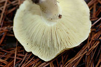 Yellow Knight (Tricholoma equestre) Habitat: Growing in pine straw/soil in a primarily pine forest in Northeast Alabama (Cherokee County), US.<br />
<br />
Gill surface: yellow (looks more neon in person), notched attachment, fairly crowded, varying lengths of gills<br />
<br />
Stipe: pale yellow, slightly peeling<br />
<br />
Pileus: dirty yellow to pale yellow (with brown hints), moist (slightly slimy) from recent rain<br />
<br />
Spore print: white<br />
<br />
*My apologies for the terrible lighting. It was a rainy day deep in a pine forest in December of last year!<br />
https://www.jungledragon.com/image/64578/yellow_knight_tricholoma_equestre.html<br />
https://www.jungledragon.com/image/64577/yellow_knight_tricholoma_equestre.html Geotagged,Tricholoma equestre,United States,Winter