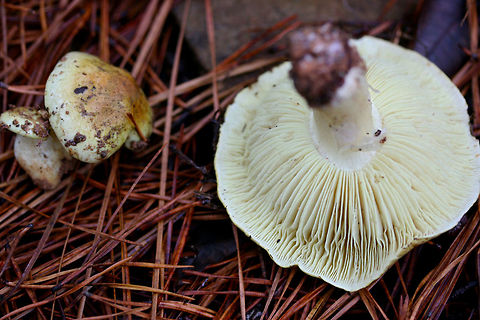 Yellow Knight (Tricholoma equestre) Habitat: Growing in pine straw/soil in a primarily pine forest in Northeast Alabama (Cherokee County), US.

Gill surface: yellow (looks more neon in person), notched attachment, fairly crowded, varying lengths of gills

Stipe: pale yellow, slightly peeling

Pileus: dirty yellow to pale yellow (with brown hints), moist (slightly slimy) from recent rain

Spore print: white

*My apologies for the terrible lighting. It was a rainy day deep in a pine forest in December of last year!
https://www.jungledragon.com/image/64576/yellow_knight_tricholoma_equestre.html
https://www.jungledragon.com/image/64578/yellow_knight_tricholoma_equestre.html Geotagged,Tricholoma equestre,United States,Winter
