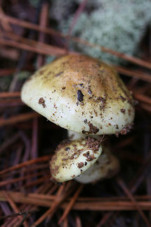 Yellow Knight (Tricholoma equestre) Habitat: Growing in pine straw/soil in a primarily pine forest in Northeast Alabama (Cherokee County), US.

Gill surface: yellow (looks more neon in person), notched attachment, fairly crowded, varying lengths of gills

Stipe: pale yellow, slightly peeling

Pileus: dirty yellow to pale yellow (with brown hints), moist (slightly slimy) from recent rain

Spore print: white

*My apologies for the terrible lighting. It was a rainy day deep in a pine forest in December of last year!
https://www.jungledragon.com/image/64576/yellow_knight_tricholoma_equestre.html
https://www.jungledragon.com/image/64577/yellow_knight_tricholoma_equestre.html Geotagged,Tricholoma equestre,United States,Winter