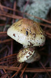 Yellow Knight (Tricholoma equestre) Habitat: Growing in pine straw/soil in a primarily pine forest in Northeast Alabama (Cherokee County), US.<br />
<br />
Gill surface: yellow (looks more neon in person), notched attachment, fairly crowded, varying lengths of gills<br />
<br />
Stipe: pale yellow, slightly peeling<br />
<br />
Pileus: dirty yellow to pale yellow (with brown hints), moist (slightly slimy) from recent rain<br />
<br />
Spore print: white<br />
<br />
*My apologies for the terrible lighting. It was a rainy day deep in a pine forest in December of last year!<br />
https://www.jungledragon.com/image/64576/yellow_knight_tricholoma_equestre.html<br />
https://www.jungledragon.com/image/64577/yellow_knight_tricholoma_equestre.html Geotagged,Tricholoma equestre,United States,Winter