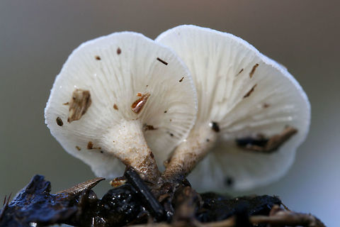Tiger Sawgill (Lentinus tigrinus) Habitat: Growing gregariously on decaying wood floating at the edge of reservoirs of fresh water (in a wetland habitat) in Floyd County, Georgia, US.

Gill surface: White, serrate, fairly crowded, decurrent.

Stipe: white at apex, transitioning to a darker brown towards tapered base. Spotted/mottled appearance nearer to base.

Pileus: Umbilicate, white to cream with brown scales towards center

Spore print: White
https://www.jungledragon.com/image/64580/tiger_sawgill_lentinus_tigrinus.html Geotagged,Lentinus tigrinus,Tiger Sawgill,United States,Winter,fungi,fungus,mushroom,mushrooms,wetland,wetlands