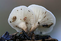 Tiger Sawgill (Lentinus tigrinus) Habitat: Growing gregariously on decaying wood floating at the edge of reservoirs of fresh water (in a wetland habitat) in Floyd County, Georgia, US.<br />
<br />
Gill surface: White, serrate, fairly crowded, decurrent.<br />
<br />
Stipe: white at apex, transitioning to a darker brown towards tapered base. Spotted/mottled appearance nearer to base.<br />
<br />
Pileus: Umbilicate, white to cream with brown scales towards center<br />
<br />
Spore print: White<br />
https://www.jungledragon.com/image/64580/tiger_sawgill_lentinus_tigrinus.html Geotagged,Lentinus tigrinus,Tiger Sawgill,United States,Winter,fungi,fungus,mushroom,mushrooms,wetland,wetlands