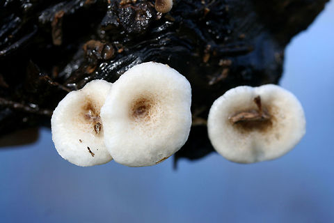 Tiger Sawgill (Lentinus tigrinus) Habitat: Growing gregariously on decaying wood floating at the edge of reservoirs of fresh water (in a wetland habitat) in Floyd County, Georgia, US.

Gill surface: White, serrate, fairly crowded, decurrent.

Stipe: white at apex, transitioning to a darker brown towards tapered base. Spotted/mottled appearance nearer to base.

Pileus: Umbilicate, white to cream with brown scales towards center

Spore print: White
https://www.jungledragon.com/image/64579/tiger_sawgill_lentinus_tigrinus.html Geotagged,Lentinus tigrinus,Tiger Sawgill,United States,Winter